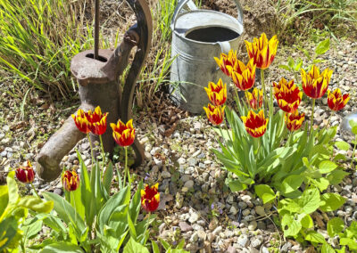 Frühlingsblumen im Garten des Ferienhauses Kamerun an derr Elbe