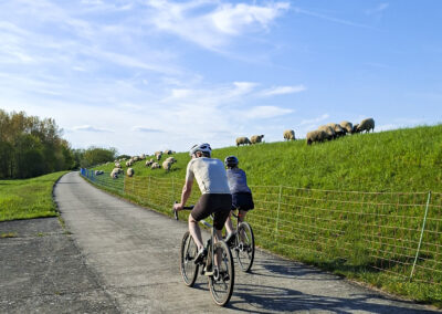 Fahrradtouren auf dem Elberadweg, ideal für aktive Erholung unserer Gäste