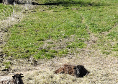 Schwarze Ziegen im Heu liegend – naturnaher Urlaub für Groß und Klein in Kamerun an der Elbe im Wendland
