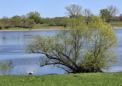 Typische Elbtalaue-Landschaft bei Damnatz im Biosphärenreservat Niedersächsische Elbtalaue